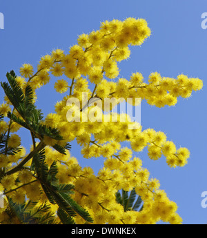 Beau jaune mimosa en fleur et le bleu ciel du printemps Banque D'Images