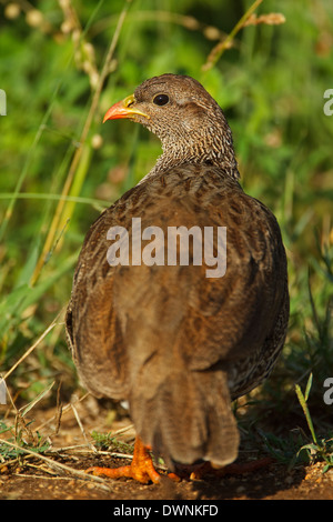 Francolin à bec rouge Natal (Pternistis natalensis) Parc National Kruger, Afrique du Sud Banque D'Images