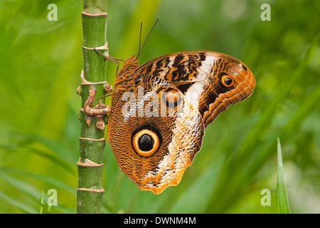 Grumes de jaune (Caligo atreus Owl géant), Thuringe, Allemagne Banque D'Images