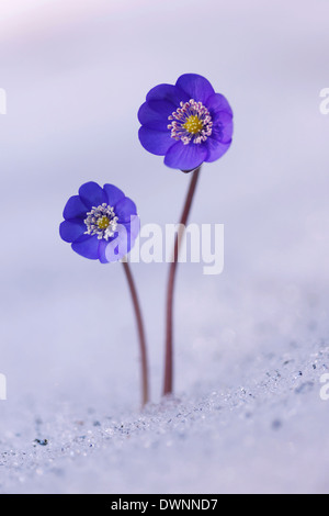 Hepatica, Liverleaf ou hépatique Hepatica nobilis) (de plus en plus dans la neige, Tyrol, Autriche Banque D'Images