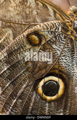 Grumes de jaune (Caligo atreus Owl géant), butterfly house, Forgaria nel Friuli, la province d'Udine, Italie Banque D'Images