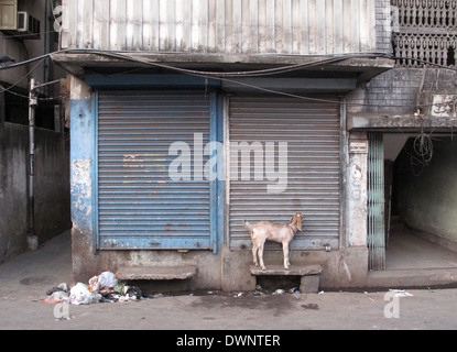 Rues de Calcutta. Chèvre domestique enchaîné au mur à l'avant porte de boutique, 24 janvier 2009. Banque D'Images