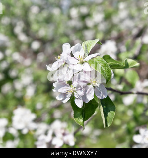 Pommiers en fleurs dans un verger. Banque D'Images