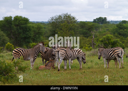 Un petit groupe de zèbres de Burchell (Equus quagga burchelli). Le Parc National Kruger en Afrique du Sud Banque D'Images