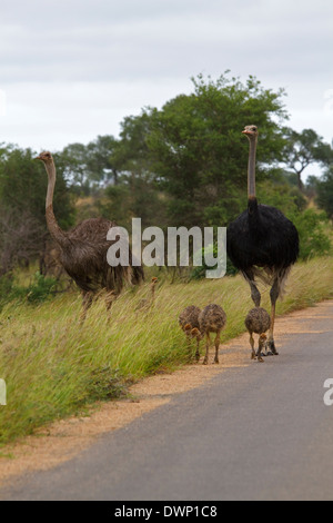 Autruche (Struthio camelus commun ssp. australis), juvéniles et adultes Parc National Kruger en Afrique du Sud Banque D'Images