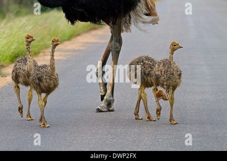 Autruche (Struthio camelus commun ssp. australis), juvéniles et adultes Parc National Kruger en Afrique du Sud Banque D'Images