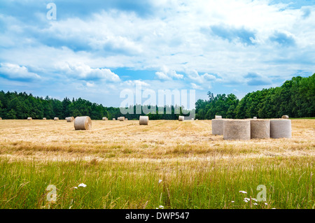 Ricks sur le champ de blé près de la forêt Banque D'Images