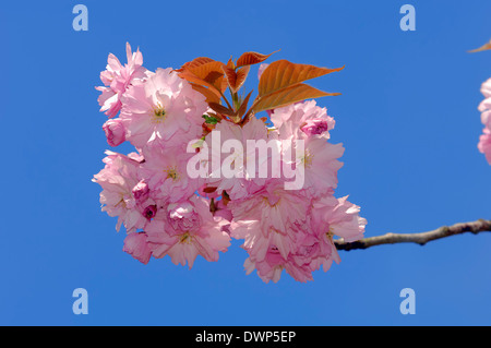 Japanese Cherry, Cherry Hill, Oriental Cherry, de l'Asie de cerisier ou Japanese flowering cherry (Prunus serrulata) au printemps Banque D'Images