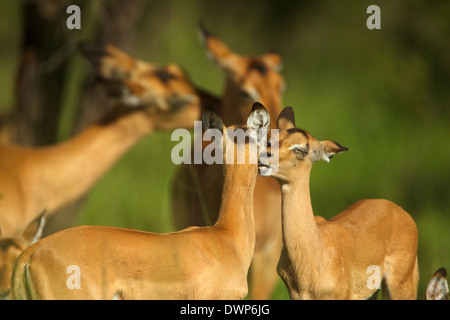 Impala (Aepyceros melampus) les mineurs devant et derrière, toilettage mutuel adultes Banque D'Images