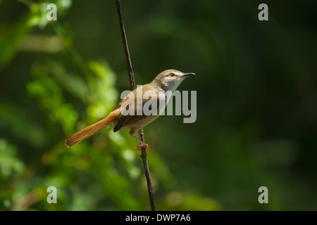 Tawny-flanquée Prinia subflava Prinia (affinis) perché sur une branche Banque D'Images