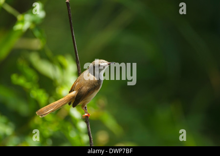 Tawny-flanquée Prinia subflava Prinia (affinis) perché sur une branche Banque D'Images