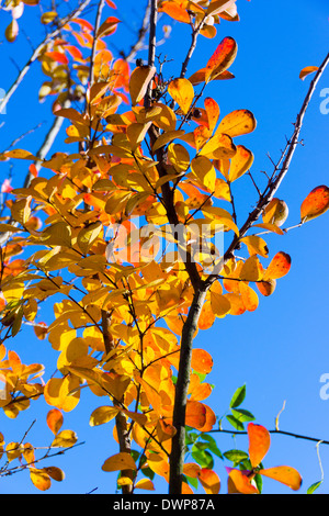 Automne feuilles colorées de la Crape Myrtle (Lagerstroemia indica ) arbre. Banque D'Images