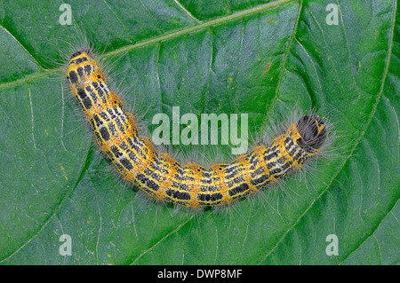 Buff-tip (Phalera bucephala), Caterpillar, Rhénanie du Nord-Westphalie, Allemagne Banque D'Images