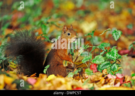 Écureuil rouge eurasiennes ou de l'Écureuil roux (Sciurus vulgaris), Nordrhein-Westfalen, Allemagne Banque D'Images