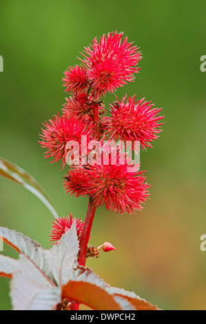 Ou le ricin Ricinus (Ricinus communis), les fruits Banque D'Images