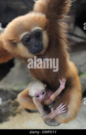 Jakarta, Indonésie. 12Th Mar, 2014. Une femelle Gibbon de Bornéo est titulaire d'un bébé au Zoo de Ragunan à Jakarta, Indonésie, le 12 mars 2014. Haut de l'Indonésie cléricale islamique corps a émis une fatwa religieuse contre la chasse illégale et le commerce des animaux en voie de disparition dans le pays. Credit : Zulkarnain/Xinhua/Alamy Live News Banque D'Images