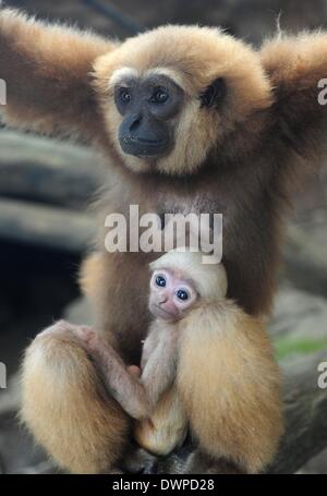 Jakarta, Indonésie. 12Th Mar, 2014. Une femelle Gibbon de Bornéo est titulaire d'un bébé au Zoo de Ragunan à Jakarta, Indonésie, le 12 mars 2014. Haut de l'Indonésie cléricale islamique corps a émis une fatwa religieuse contre la chasse illégale et le commerce des animaux en voie de disparition dans le pays. Credit : Zulkarnain/Xinhua/Alamy Live News Banque D'Images