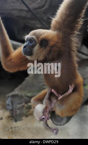 Jakarta, Indonésie. 12Th Mar, 2014. Une femelle Gibbon de Bornéo est titulaire d'un bébé au Zoo de Ragunan à Jakarta, Indonésie, le 12 mars 2014. Haut de l'Indonésie cléricale islamique corps a émis une fatwa religieuse contre la chasse illégale et le commerce des animaux en voie de disparition dans le pays. Credit : Zulkarnain/Xinhua/Alamy Live News Banque D'Images