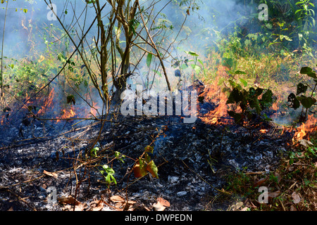 feu de forêt Banque D'Images