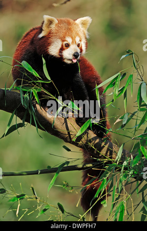 Petit Panda ou panda rouge (Ailurus fulgens) Banque D'Images