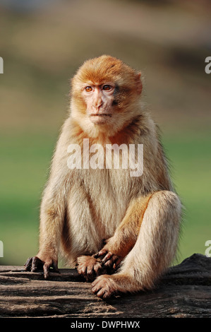 Macaque de barbarie, Barbary Ape (Macaca sylvanus, Macaca sylvana) Banque D'Images