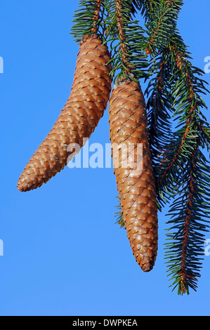 L'épinette de Norvège ou d'Epicéa (Picea abies), cône détail, Rhénanie du Nord-Westphalie, Allemagne Banque D'Images