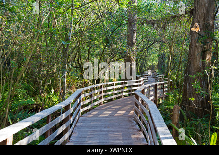 Naples, Floride - La National Audubon Society's Corkscrew Swamp Sanctuary. Banque D'Images