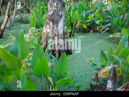 Naples, Floride - Cyprès forêt dans la National Audubon Society's Corkscrew Swamp Sanctuary. Banque D'Images