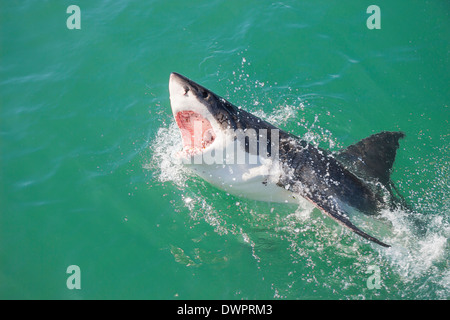 Un grand requin blanc violer l'eau avec la bouche ouverte Banque D'Images