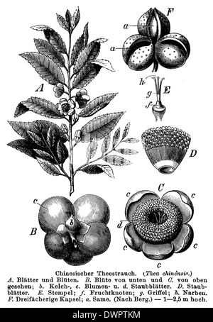 Arbuste de thé chinois Banque D'Images