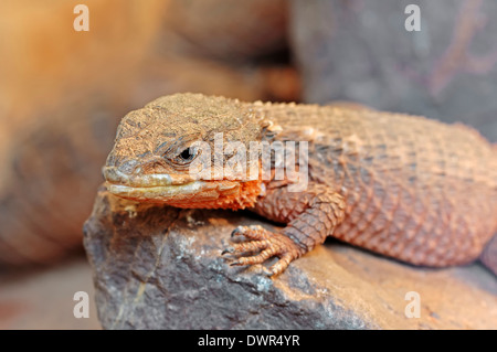 L'Afrique de l'est tropical, le Lézard Lézard annelée ou Sungazer (Cordylus tropidosternum nain) Banque D'Images