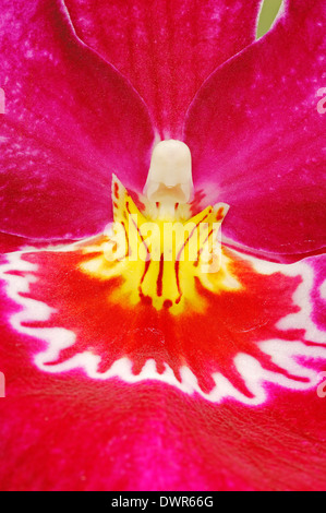 Orchid Miltonia (spec.) Banque D'Images