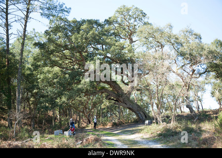 Près du 'courant d'Huchet', un énorme quatre cent ans chêne-liège (Quercus suber). Landes - France. En vieux chêne-liège. Banque D'Images