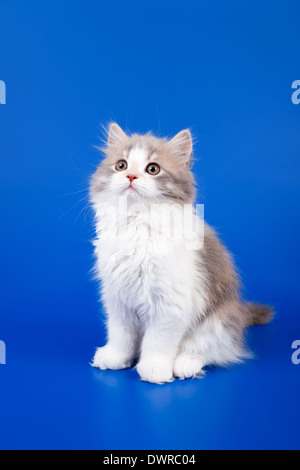 Chat de race Scottish tricolore est assis sur fond bleu Banque D'Images