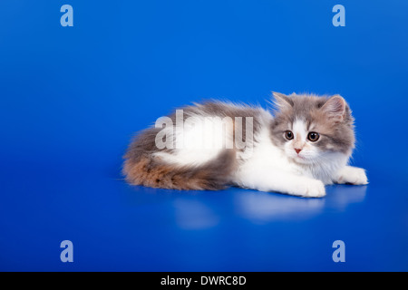 Chat de race Scottish tricolore est assis sur fond bleu Banque D'Images