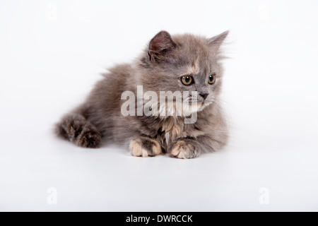 Chat de race écossais gris sur fond blanc Banque D'Images