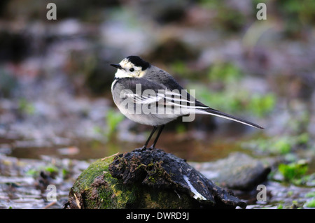 Bergeronnette pie adultes perching on stone dans le flux. Dorset, UK Banque D'Images