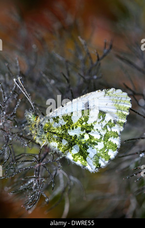 pointe orange Banque D'Images