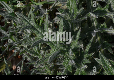 Spear Thistle / Cirse / Cirsium vulgare. Chaque feuille d'un feuille d'hiver rosette. Métaphore possible pour la douleur / sharp / douloureux. Banque D'Images
