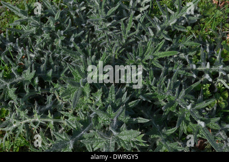 Spear Thistle / Cirse / Cirsium vulgare. Rosette de feuilles d'hiver. Métaphore possible pour la douleur / sharp / douloureux. Banque D'Images
