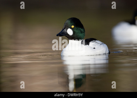 ; Goldeneye Bucephala clangula ; mâle ; hiver ; UK Banque D'Images