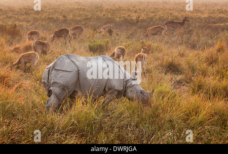 Le Rhinocéros indien (Rhinoceros unicornis) en face de Swamp Deer (Cervus Duvauceli), Parc national de Kaziranga, Assam, Inde Banque D'Images