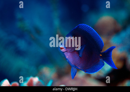 Photo d'un poisson bleu Tang sur le récif à Roatan, Honduras. Banque D'Images