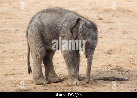 Un bébé éléphant asiatique né au zoo de Twycross, Leicestershire le 4 mars 2014. Banque D'Images