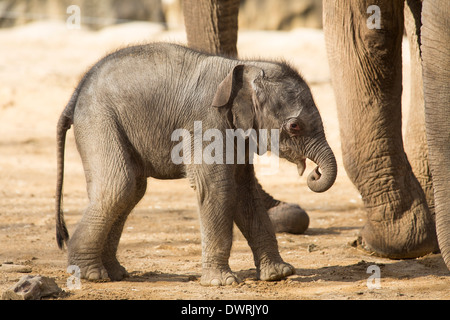 Un bébé éléphant asiatique né au zoo de Twycross, Leicestershire le 4 mars 2014. Banque D'Images