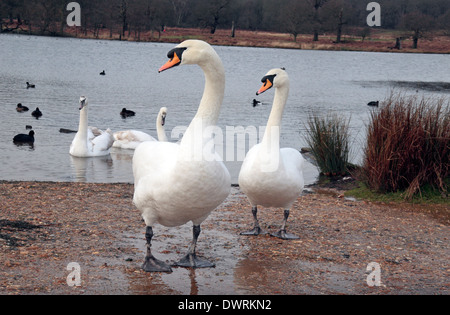 Les cygnes (Cygnus) quitter les étangs de stylos à Richmond Park, Londres, UK. Banque D'Images