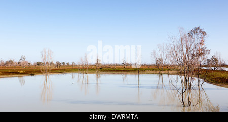 Lacs Menindee arbres inondés tôt le matin Banque D'Images