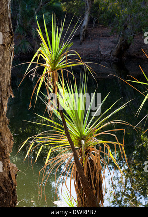 Bitter Springs Mataranka Territoire du Nord ces sources d'eau chaude sont une destination touristique populaire en Australie Banque D'Images