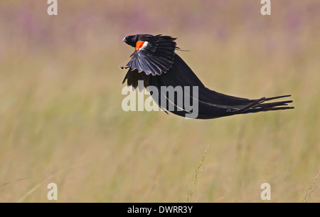 Longtailed veuve bird flying Banque D'Images