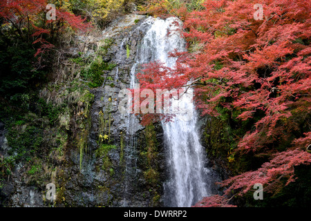 Chute de la mino Mino Quasi Parc National. Osaka, Japon. Banque D'Images